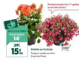 Truffaut Dahlia ou fuchsia offre