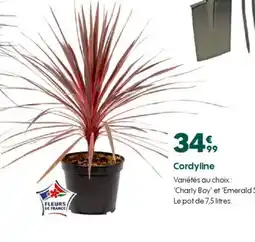 Truffaut Cordyline offre