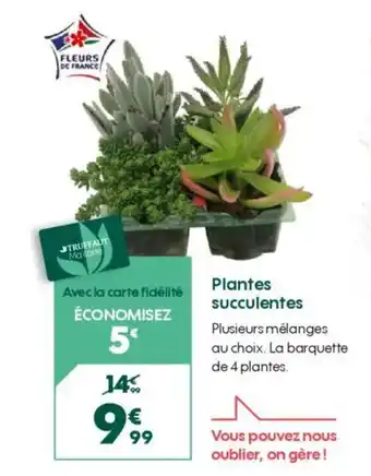 Truffaut Plantes succulentes offre