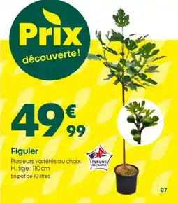 Figuier