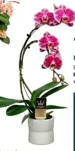 Truffaut Phalaenopsis 'Boemerang' offre
