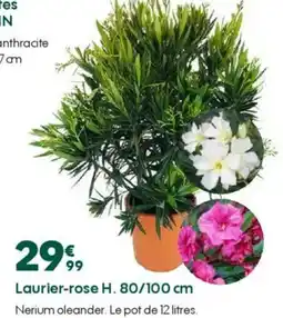 Truffaut Laurier-rose H. 80/100 cm offre