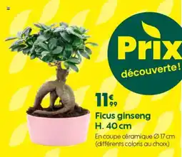 Truffaut Ficus ginseng H. 40 cm offre