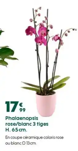Truffaut Phalaenopsis rose/blanc 3 tiges H. 65 cm. offre