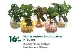 Truffaut Plante verte en hydroculture H. 30 cm offre