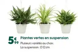 Truffaut Plantes vertes en suspension offre