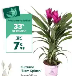 Curcuma 'Siam Splash'