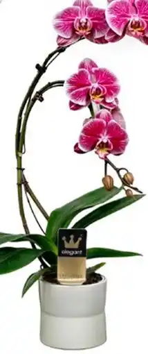 Truffaut PASSION FOR POTTERY Phalaenopsis boemerang h. 50cm offre