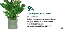Truffaut PASSION FOR POTERRY Spathiphyllum H. 70 cm offre