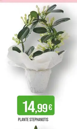 Match Plante Stephanotis offre