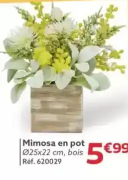 Gifi Mimosa en pot 025x22 cm offre