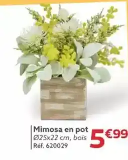 Gifi Mimosa en pot 025x22 cm offre