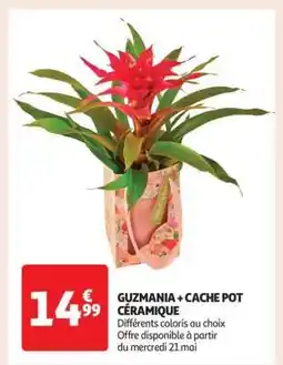 Auchan GUZMANIA + CACHE POT CĂRAMIQUE offre