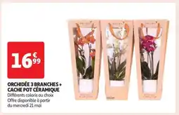 Auchan Orchidée 3 Branches + Cache Pot Céramique offre