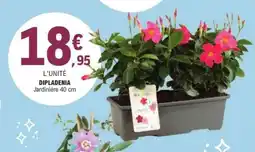 E.Leclerc Dipladenia offre