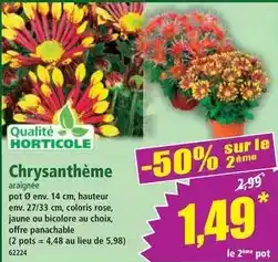 Norma Chrysanthème offre
