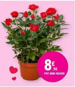 E.Leclerc POT MINI ROSIER offre
