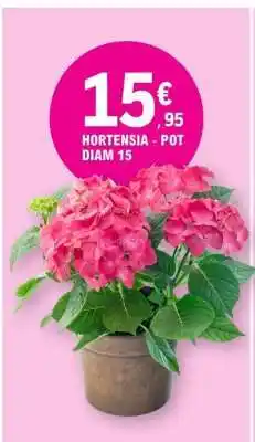 E.Leclerc HORTENSIA - POT DIAM 15 offre