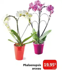 Colruyt Phalaenopsis arceau offre