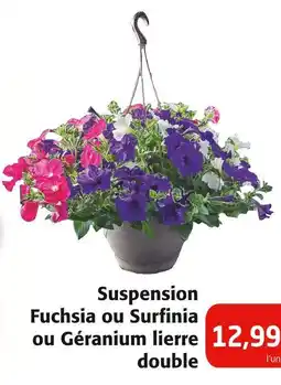 Colruyt Suspension Fuchsia ou Surfinia ou Géranium lierre double offre
