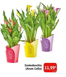 Colruyt Zantedeschia (Arum Calla) offre