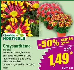 Norma Chrysanthème offre