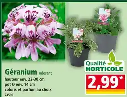 Norma Qualité Horticole Géranium odorant offre