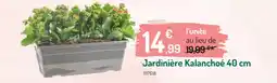 Botanic Jardinière Kalanchoé offre