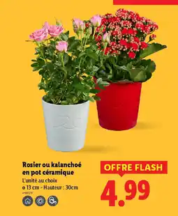 Lidl Rosier ou kalanchoé en pot céramique offre
