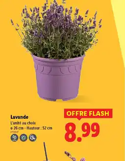 Lidl Lavande offre