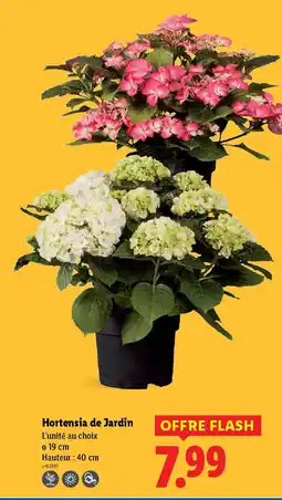 Lidl Hortensia de Jardin offre