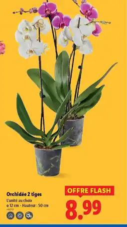 Lidl Orchidée 2 tiges offre
