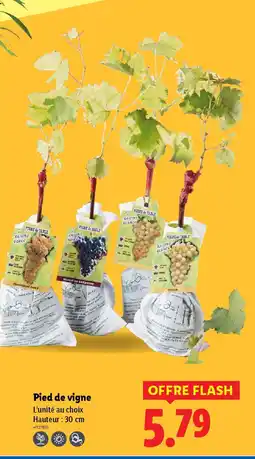 Lidl Pied de vigne offre