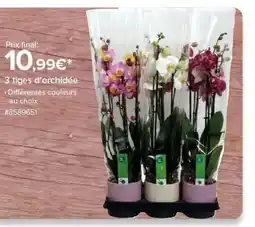 Costco 3 tiges d'orchidée offre