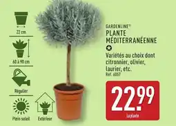 ALDI GARDENLINE Plante méditerranéenne offre