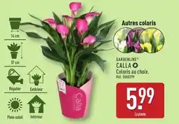 ALDI GARDENLINE Calla offre