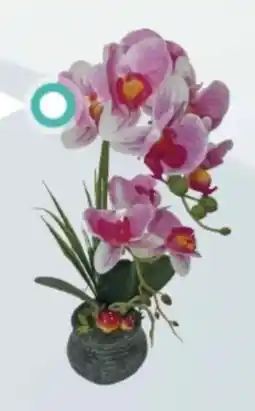 Centrakor La composition d'orchidées 38 cm offre