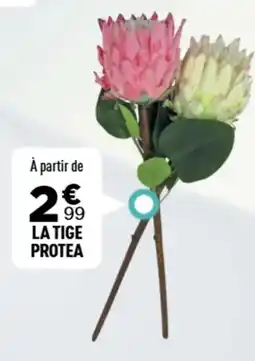 Centrakor La tige protea offre
