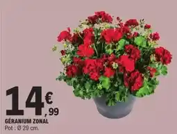 E.Leclerc Géranium zonal offre