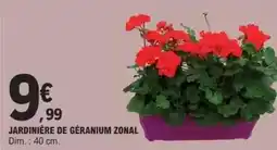 E.Leclerc Dim - jardinière de géranium zonal offre