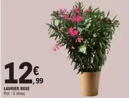 E.Leclerc Laurier rose offre