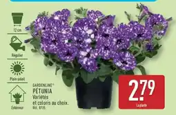 ALDI Pétunia offre