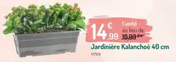 Botanic Jardinière kalanchoé offre