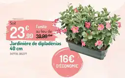 Botanic Jardinière de dipladénias offre