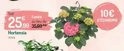 Hortensia