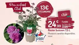 Botanic Rosier buisson offre