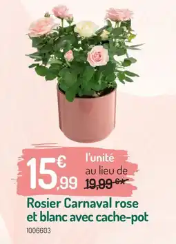 Botanic Rosier carnaval rose et blanc avec cache-pot offre