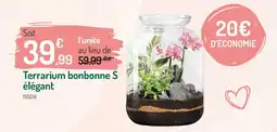 Botanic Terrarium bonbonne s élégant offre