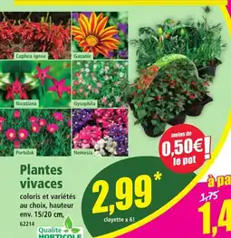 Norma Plantes vivaces offre