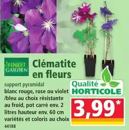 Norma Clématite en fleurs offre